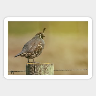 CA Quail Sticker